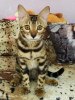 Zdjęcie №1. kot bengalski - na sprzedaż w Barnaul | 996zł | Zapowiedź № 7610