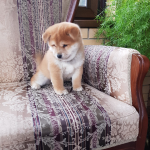 Zdjęcie №3. Shiba Inu!. Federacja Rosyjska