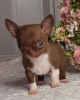 Dodatkowe zdjęcia: Chihuahua Chocolate Mini Boy