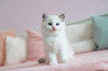 Zdjęcie №1. kot syberyjski - na sprzedaż w Бохум | Bezpłatny | Zapowiedź № 86791