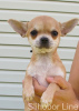 Zdjęcie №3. Chihuahua rudowłosa gładka. Federacja Rosyjska