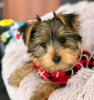 Zdjęcie №1. yorkshire terrier biewer - na sprzedaż w Florida | 1585zł | Zapowiedź №127301