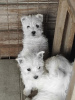 Zdjęcie №2 do zapowiedźy № 81874 na sprzedaż  west highland white terrier - wkupić się Serbia hodowca