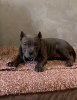 Zdjęcie №4. Sprzedam american bully w Belgrad. hodowca - cena - negocjowane