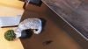 Zdjęcie №3. Plama brytyjskiego kotka na srebrze. Federacja Rosyjska