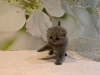 Zdjęcie №4. Sprzedam scottish fold w Bonn. hodowca - cena - 1465zł