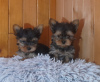 Zdjęcie №2 do zapowiedźy № 93038 na sprzedaż  yorkshire terrier - wkupić się Finlandia prywatne ogłoszenie