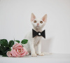 Zdjęcie №4. Sprzedam devon rex w Nowy Jork. hodowca - cena - 7130zł