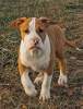 Zdjęcie №3. Szczenięta American Staffordshire Terrier. Białoruś