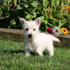 Zdjęcie №2 do zapowiedźy № 44770 na sprzedaż  west highland white terrier - wkupić się Niemcy 