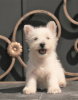 Dodatkowe zdjęcia: suczka szczeniaka west highland white terrier