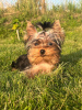 Zdjęcie №1. yorkshire terrier - na sprzedaż w Dyneburg | 2773zł | Zapowiedź №113894