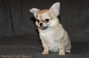 Zdjęcie №3. Fantasy Style Ivanko Chihuahua męskiej klasy zwierząt. Federacja Rosyjska