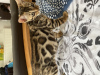 Zdjęcie №2 do zapowiedźy № 51134 na sprzedaż  kot bengalski - wkupić się Australia prywatne ogłoszenie