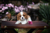 Zdjęcie №4. Sprzedam cavalier king charles spaniel w Brest. od żłobka - cena - 3767zł