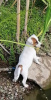 Dodatkowe zdjęcia: Śliczne szczeniaczki Jack Russell Terrier