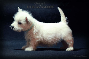 Dodatkowe zdjęcia: West Highland White Terrier ze wspaniałej pary!