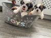 Zdjęcie №3. Urocze szczenięta Shih Tzu do bezpłatnej adopcji. Niemcy