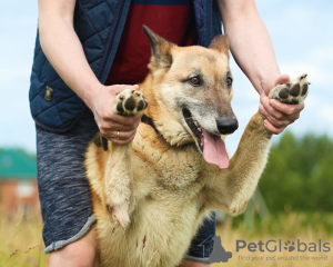 Zdjęcie №1. pies nierasowy - na sprzedaż w Petersburg | Bezpłatny | Zapowiedź №5387