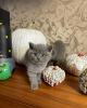 Zdjęcie №2 do zapowiedźy № 36783 na sprzedaż  kot brytyjski krótkowłosy - wkupić się Federacja Rosyjska prywatne ogłoszenie