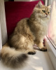 Dodatkowe zdjęcia: Kot brytyjski długowłosy