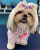 Zdjęcie №2 do zapowiedźy № 105235 na sprzedaż  lhasa apso - wkupić się USA 