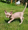 Zdjęcie №1. devon rex - na sprzedaż w Helsinki | 1465zł | Zapowiedź № 118430