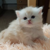 Zdjęcie №1. scottish fold - na sprzedaż w Mińsk | negocjowane | Zapowiedź № 62907