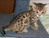 Zdjęcie №2 do zapowiedźy № 50408 na sprzedaż  kot bengalski - wkupić się USA prywatne ogłoszenie