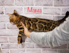 Zdjęcie №4. Sprzedam kot bengalski w Dnipro. od żłobka - cena - 4202zł