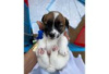 Zdjęcie №1. jack russell terrier - na sprzedaż w Berlin | Bezpłatny | Zapowiedź №126944