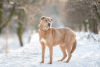 Zdjęcie №1. pies nierasowy - na sprzedaż w Москва | Bezpłatny | Zapowiedź №29925