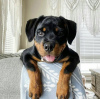 Zdjęcie №1. rottweiler - na sprzedaż w Wrocław | Bezpłatny | Zapowiedź №46542