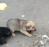 Zdjęcie №4. Sprzedam pies nierasowy w Charków. prywatne ogłoszenie - cena - Bezpłatny