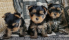 Zdjęcie №3. Zdrowe szczenięta Yorkshire Terrier do adopcji. Niemcy