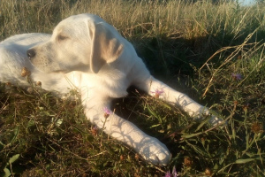 Zdjęcie №3. Szczeniak Labrador retriever. Białoruś