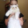 Zdjęcie №3. Sprzedam kocięta perskie rasowe. Ukraina