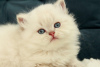 Zdjęcie №2 do zapowiedźy № 51379 na sprzedaż  kot brytyjski długowłosy - wkupić się Ukraina od żłobka