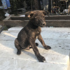 Zdjęcie №1. pies nierasowy - na sprzedaż w Krasnodar | Bezpłatny | Zapowiedź №7500