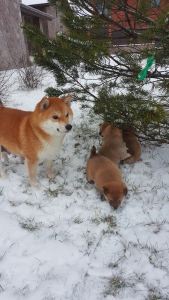 Zdjęcie №4. Sprzedam shiba w Petersburg. hodowca - cena - Negocjowane