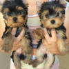 Zdjęcie №1. yorkshire terrier - na sprzedaż w Paryż | negocjowane | Zapowiedź №71049