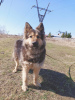 Zdjęcie №2 do zapowiedźy № 50489 na sprzedaż  pies nierasowy - wkupić się Federacja Rosyjska prywatne ogłoszenie