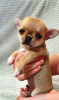 Zdjęcie №3. Standardowy chłopiec Chihuahua. Federacja Rosyjska