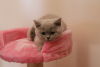 Zdjęcie №2 do zapowiedźy № 80921 na sprzedaż  kot brytyjski krótkowłosy - wkupić się Bułgaria od żłobka