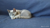 Dodatkowe zdjęcia: Kociak rasy Russian Blue szuka kochających rodziców