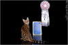 Zdjęcie №1. kot bengalski - na sprzedaż w Krasnodar | 6188zł | Zapowiedź № 26095