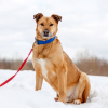 Zdjęcie №2 do zapowiedźy № 78100 na sprzedaż  pies nierasowy - wkupić się Federacja Rosyjska ze schronu