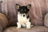 Zdjęcie №2 do zapowiedźy № 63546 na sprzedaż  welsh corgi - wkupić się Grecja 