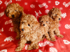 Dodatkowe zdjęcia: Sprzedam szczenięta Mini Toy Poodle, czerwono-brązowe, 4 chłopców