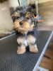 Zdjęcie №4. Sprzedam yorkshire terrier w Bonn. prywatne ogłoszenie - cena - 1109zł